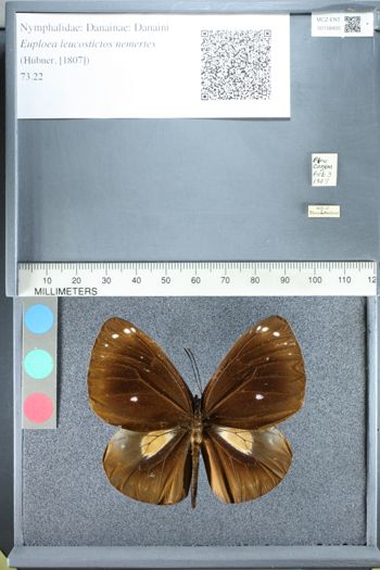 Media type: image;   Entomology 158400